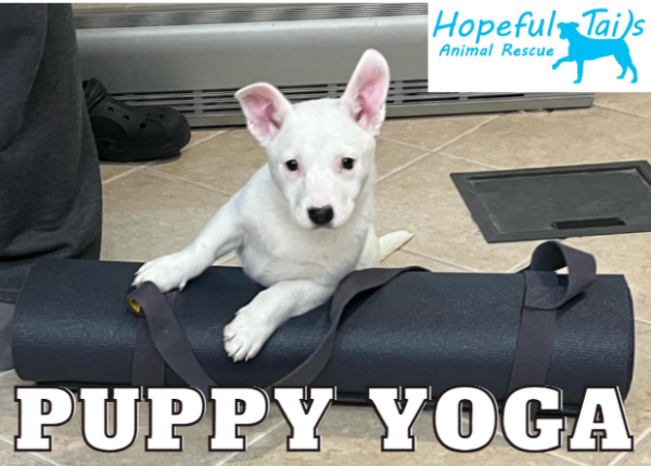 Image for event: Puppy Yoga (18+) 